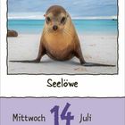 "Seelöwe, Mittwoch 14 Juli." Ein Seejunges an einem Strand, dahinter türkisfarbenes Meer und Himmel.