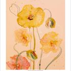 Kalenderblatt für August. Illustration von gelben und orangeroten Mohnblumen auf einem beige Hintergrund.