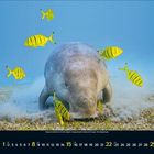 Kalender für August, Tage in Grün: 8, 15, 22, 29. Seekuh von gelben Fischen umgeben auf sandigem Meeresgrund.