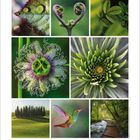 Kalender unten: Monat August. Oben verschiedene Naturfotos mit Pflanzen, Blättern, einem Vogel und einem Waldweg mit Fluss.