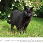 August, 1 bis 31. Schwarze Katze im Profil im grünen Gras, im Hintergrund Büsche mit weißen Blüten.