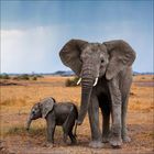 Zwei Elefanten stehen auf einer trockenen, grasbewachsenen Ebene, der Himmel im Hintergrund ist bewölkt.