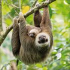 Kein Text vorhanden. Ein Faultier hängt an einem Ast mit ihrem Baby, umgeben von grünen Blättern im Hintergrund.