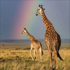 Zwei Giraffen stehen auf einer Graslandschaft, im Hintergrund ein farbenfroher Regenbogen vor einem wolkigen Himmel.