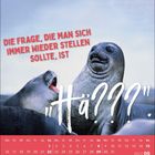 Kalendermotiv mit einem Seelöwenpaar. Text: „Die Frage, die man sich immer wieder stellen sollte, ist ‚Hä???‘“. August 2027.
