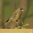 Kalender für August 2027. Ein Grünfink sitzt auf einem Zweig in einer natürlichen Umgebung.