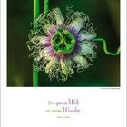 Text: „Lebenskünstler ist, wer seinen Sommer so erlebt, dass er ihn noch im Winter wärmt. Alfred Polgar“

Ansicht: Strandkörbe bei Sonnenuntergang am Strand.