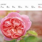 Kalenderseite mit Datum: Juni 2027, Woche 23. Zitat: „Wer gefährdet ist, ein Pessimist zu werden, sollte eine Rose betrachten.“ Edmond Rostand. Bild einer blühenden Rose.