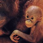 Klammeraffe: Orang-Utans wiegen bei der Geburt etwa 1,5 kg. Im Bild sieht man einen großen Affen und einen kleinen Affen eng beieinander.