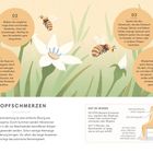 Kopfschmerzen: Die Bienenatmung kann durch Summen Vibrationen erzeugen und lindern.  
  
Illustration mit Blumen und Bienen.