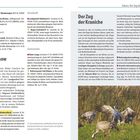 Exkurs: Der Zug der Kraniche, zweimal im Jahr, Frühjahr und Herbst. Bild von Kranichen auf einer Wiese.