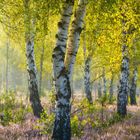 Text: "Birkenwald in der blühenden Rechenerklauseer Heide - Deutschland." August-Kalender mit Birken im lila blühenden Feld.