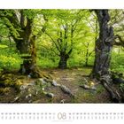 08, Donnerstag ist der 31te. Alte Buchenbäume im Grünen, strahlend und lebendig, mit kräftigen Wurzeln auf Waldboden.