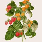 "HIMBEERE RUBUS IDAEUS", Illustration von Himbeeren in Rot- und Orangetönen. Kalender unten mit Zahlen in Grün und Orange.