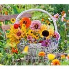 Augustkalender: Bunter Korb mit Sonnenblumen und anderen Blumen auf einer Gartenbank, umgeben von grünem Laub.