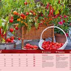 Kalender für August. Gartentipps, Rezeptidee und Saisonkalender mit Gemüse und Obst sind enthalten. Tomaten und Pflanzen im Korb.