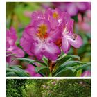 Kalenderseite: August. Große 8 rechts. Fotos mit violetten Rhododendronblüten im Wald, zusätzlich ein Bach mit Moossteinen.