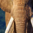 08, 09 23, 10 24, 11 25, 12 26, 13 27, 14 28; ein Elefant auf sandigem Boden.