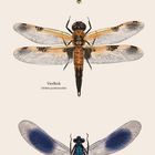 Grüne Flussjungfer, Vierfleck, Gebänderte Prachtlibelle; darunter "august" mit Monatskalender. Drei Libellen-Illustrationen.