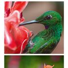 Kalenderseite mit grünem Kolibri an roten Blüten. Unten der Monat August in roter Schrift.