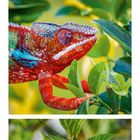 Kalenderblatt August, blühende rote Hibiskusblüten, Chamäleon auf einem Ast, Zahlen und Daten unten.