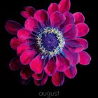 „August“, „charon“, „tom blachford & kate ballis“. Eine leuchtend rote Blüte auf schwarzem Hintergrund, Kalenderdarstellung.