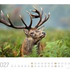 "08 2027" steht groß, "Rothirsch (Cervus elaphus)". Ein Hirsch mit prächtigem Geweih in grüner Umgebung.