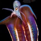 "DECKENKRAKE. August. Bunte, schillernde Tintenfischart mit langen Fangarmen vor schwarzem Hintergrund, Monatskalender unten."