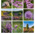 Augustkalender mit lila Blumen und Landschaften, monatlich von Sonntag bis Samstag aufgelistet.