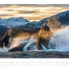 August-Kalenderblatt mit Buckelwalen, Wasser spritzt hoch, Morgenlicht, verschneite Berge im Hintergrund.