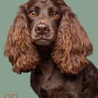 Der Text "08" und eine Monatskalenderansicht über einem Hund mit braunem, welligem Fell vor grünem Hintergrund.