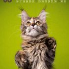 08, 01-31, Wochentage darunter. Eine flauschige Katze mit großen Ohren vor einem grünen Hintergrund.