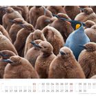 Augustkalender mit Königspinguinen: Ein farbenfroher Erwachsener inmitten pelziger, brauner Küken.