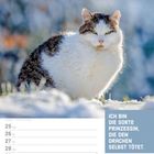 "Ich bin die Sorte Prinzessin, die den Drachen selbst tötet." Januar, KW04/2027. Eine Katze im Schnee.