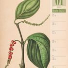 01 Januar, Woche 04 | 2027. Illustration: Grünes Blatt und Pfefferbeeren in Grün und Rot.