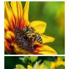Kalender mit August-Daten, große gelbe Acht. Fotos von Sonnenblumen, Nahaufnahme einer Biene auf einer Blüte.