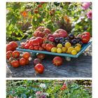 Kalender im August: Bunte Tomaten im Garten, Insektenhotel, Kelle und Gießkanne. Blühende Pflanzen im Beet.