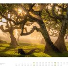 Kalenderblatt für August mit einem Foto von Lorbeerbäumen im Sonnenlicht, Madeira, Portugal.