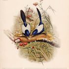 Kalenderseite mit zierlichen Vögeln, „Weißflügel-Staffelschwanz“, Illustration. Unten: Januar 2027, Woche 4, Wochentage.