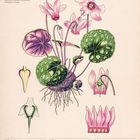 "Europäische Alpenveilchen" und "Januar" in Pink. Illustration von Alpenveilchen mit rosa Blüten und grünen Blättern.