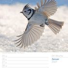 04. Woche, Januar 2027. Kalender mit Haubenmeise im Flug, schneebedeckter Hintergrund, Flügelschlag erkennbar.