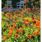 07 FEBRUAR. Tulpen unter einem Schwarzen Holunder. Zwei weiße Bänke stehen im Hintergrund eines blühenden Gartens.