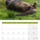 Kalender für August 2027. Kalender zeigt Wochenbeginn Montag. Über einem spielenden Otter auf grünem Gras.