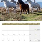 Kalender für 08/2027 mit Wochenübersicht. Bild zeigt fünf graue und braune Ponys auf einer Wiese unter blauem Himmel.