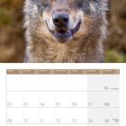 Kalenderblatt für August 2027 mit Wochentagen und Zahlen. Darüber ein Wolfsgesicht.