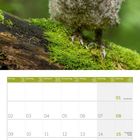 Kalender mit Wochentagen und Daten. Oben ein flauschiges, junges Käuzchen auf moosbedecktem Baumstamm.