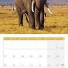 Kalender für August 2027; ein Elefant auf einer Graslandschaft, im Hintergrund Zebras und Berge.