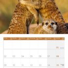 082027, Montag bis Sonntag in mehreren Sprachen, Kalendertage. Drei Erdmännchen, zwei umarmen sich, eines schaut nach vorne.