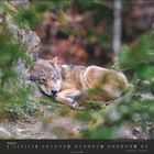 Kalenderseite August. Schlafender Wolf auf moosbewachsenem Boden, umgeben von grünem Laubwerk und Felsen.