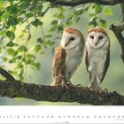 8  |  1 2 3 4 5 6 7 8 9 10 11 12 13 14 15 16 17 18 19 20 21 22 23 24 25 26 27 28 29 30 31. Zwei Schleiereulen auf einem Ast.
